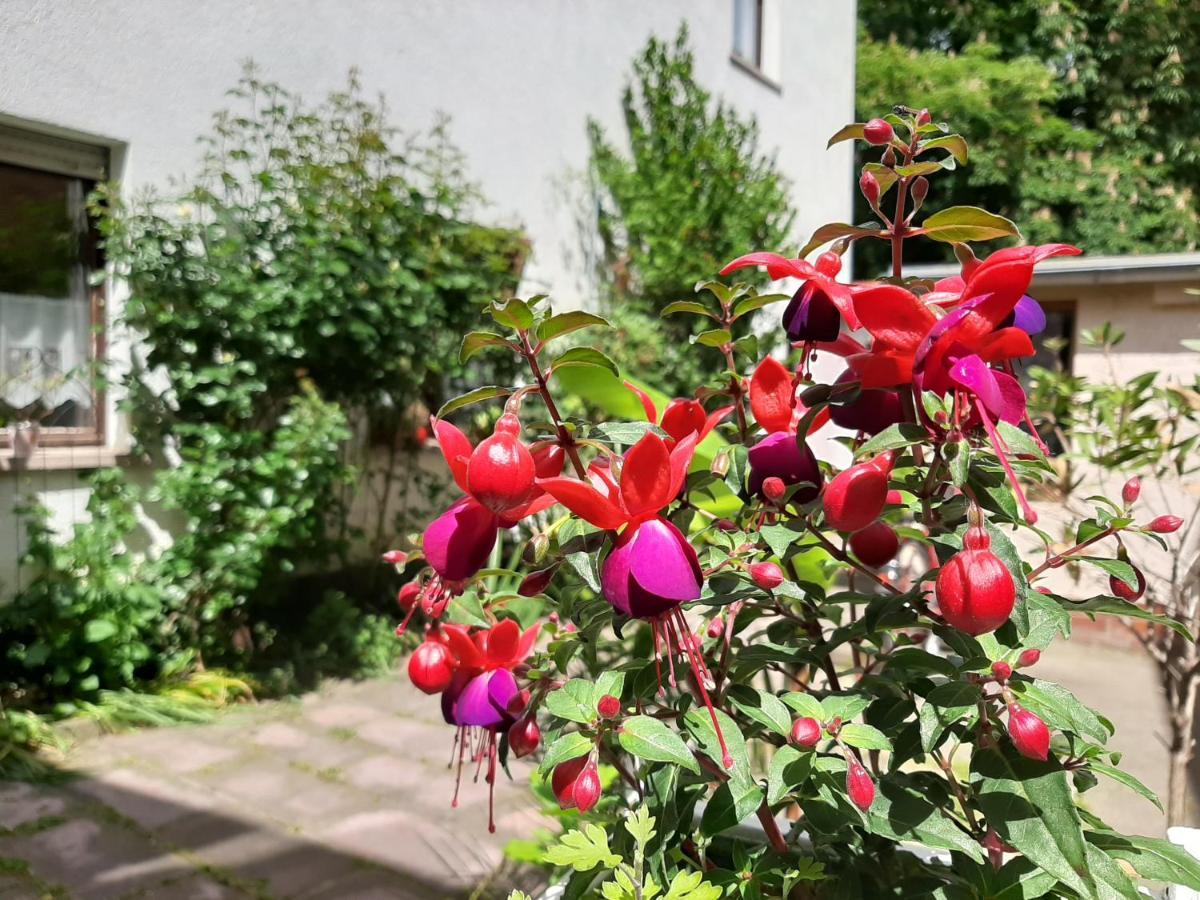 Fewo Rosenbluete Am Stadtpark Wittenberg ภายนอก รูปภาพ